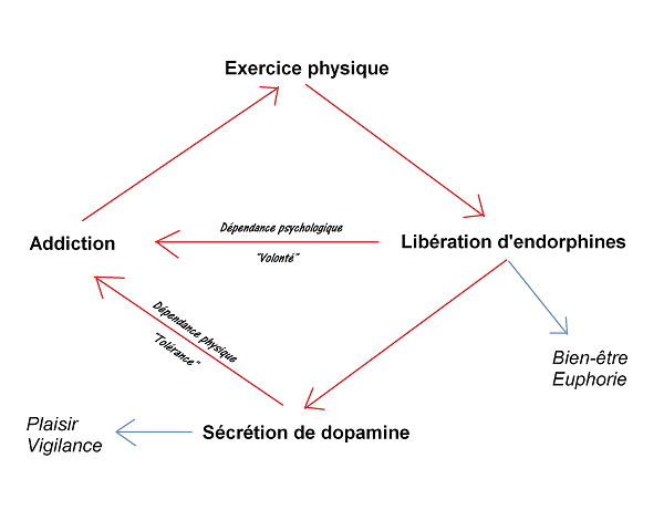 Perf&fit Préparation Physique Coaching Sportif Paris - Hormones et addiction sportive
