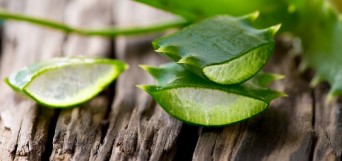 Aloe Vera bienfaits