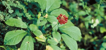 ginseng médicament
