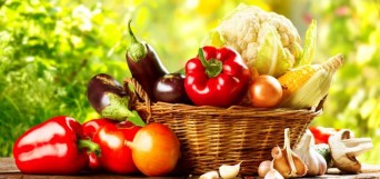 jardin potager bio