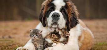 vivre avec un animal de compagnie
