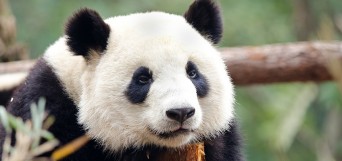 voyage chine
