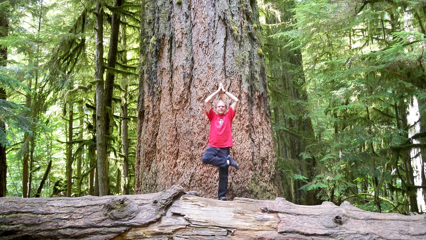 yoga posture arbre